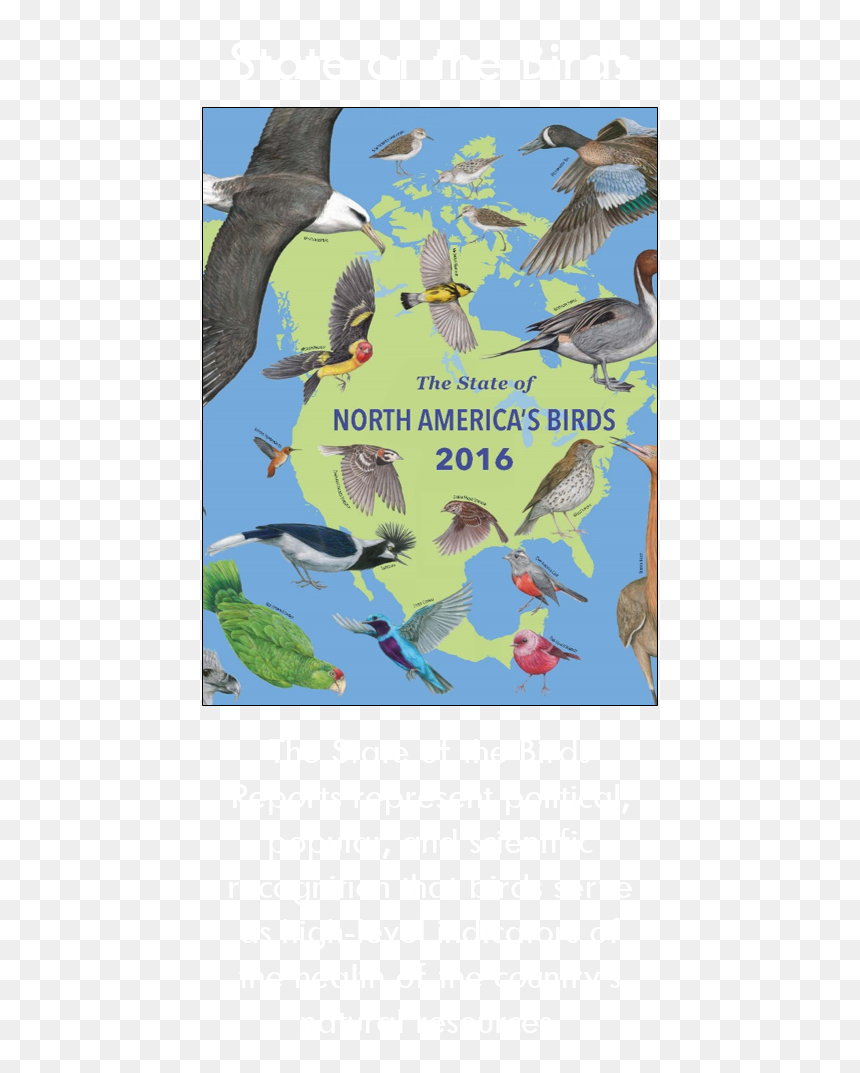 State Of Birds Button - Migrating Birds North America, HD Png Download - macaw png