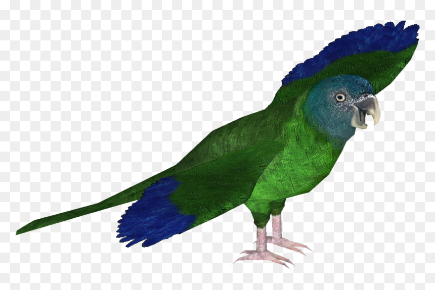 Zt2 Macaw , Png Download - Macaw, Transparent Png - macaw png