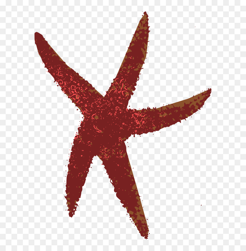 Sea Star - Marine Invertebrates Clipart, HD Png Download - sea star png