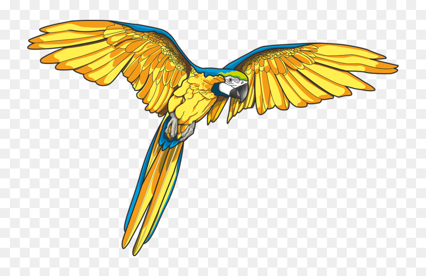 Forgetmenot Birds Parrots - Macaw Art, HD Png Download - macaw png