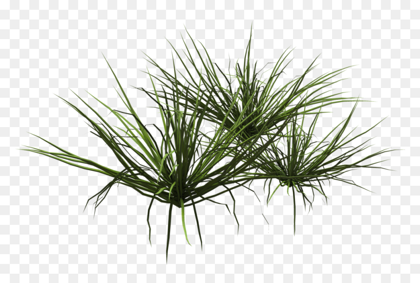Plants, HD Png Download - dead grass png