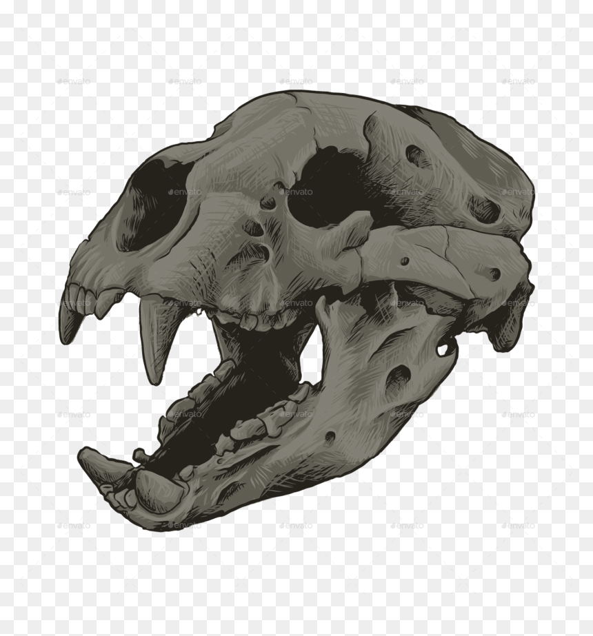 Skull, HD Png Download - animal skull png