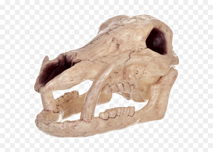 Boar Skull, Png Download - Calavera De Jabalí, Transparent Png - animal skull png