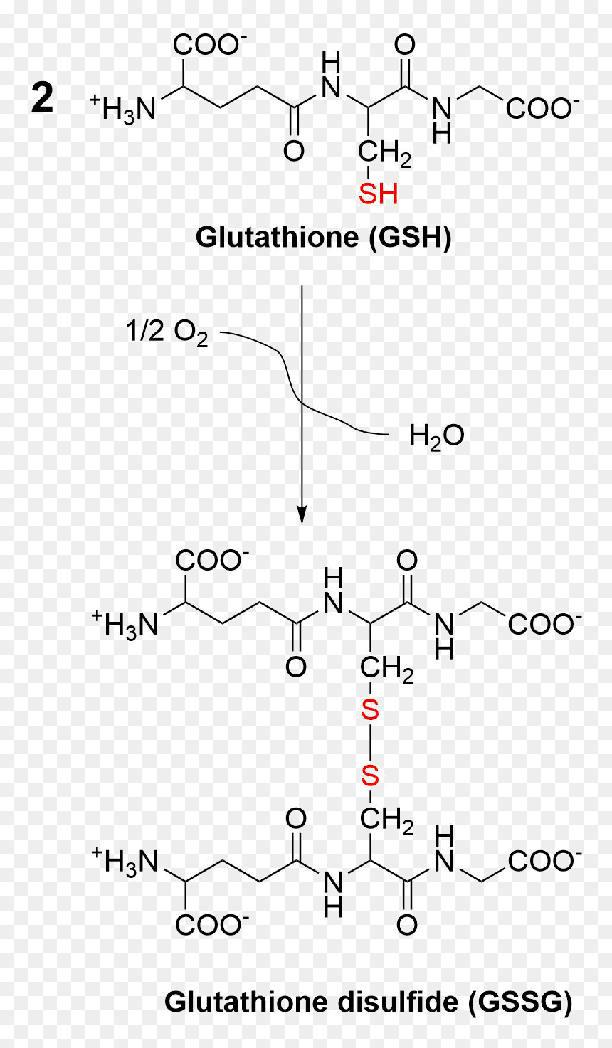 Oxidation Of Glutathione To Glutathione Disulfide - Glutathione To Glutathione Disulfide, HD Png Download - chris pratt png