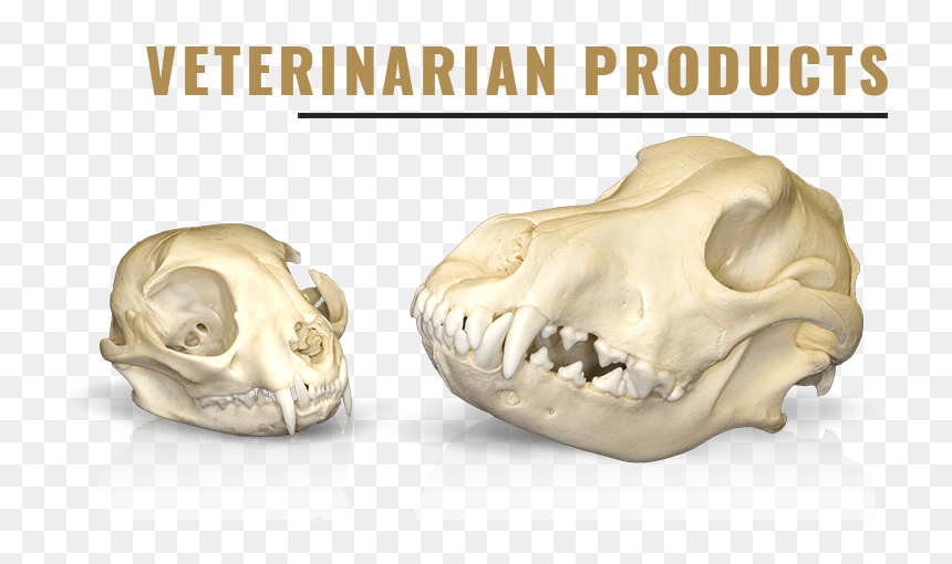 Dog Skull, HD Png Download - animal skull png
