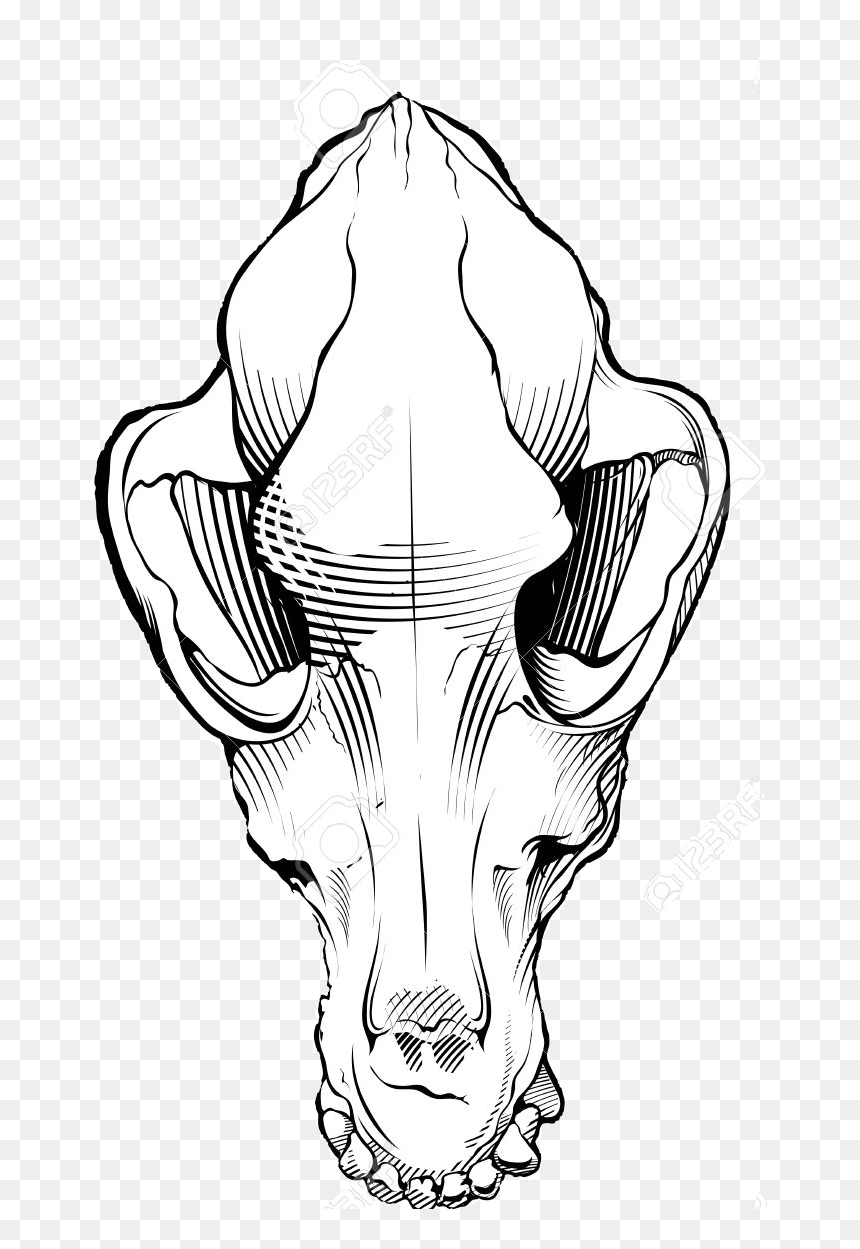 Dog Skull Black And White Free Dog Skull Clipart Black - Drawing Of Dog Skull, HD Png Download - animal skull png