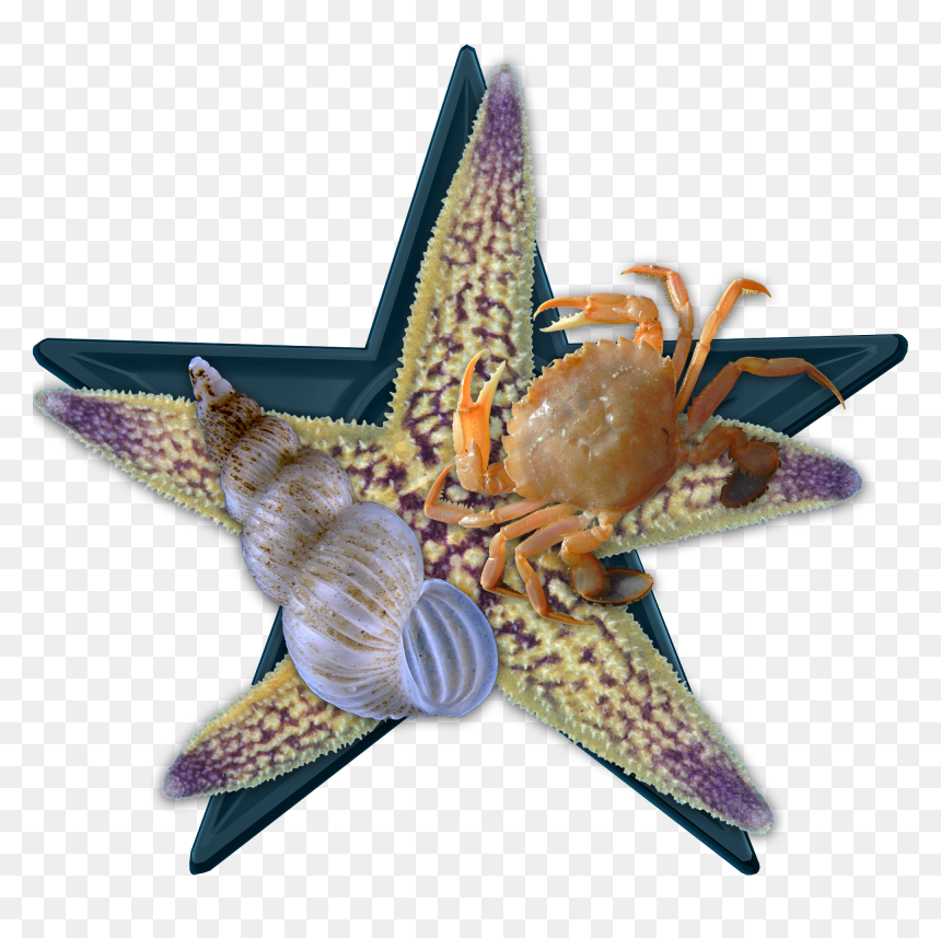 Sea Bio Barnstar Hires - Northern Pacific Sea Star, HD Png Download - sea star png