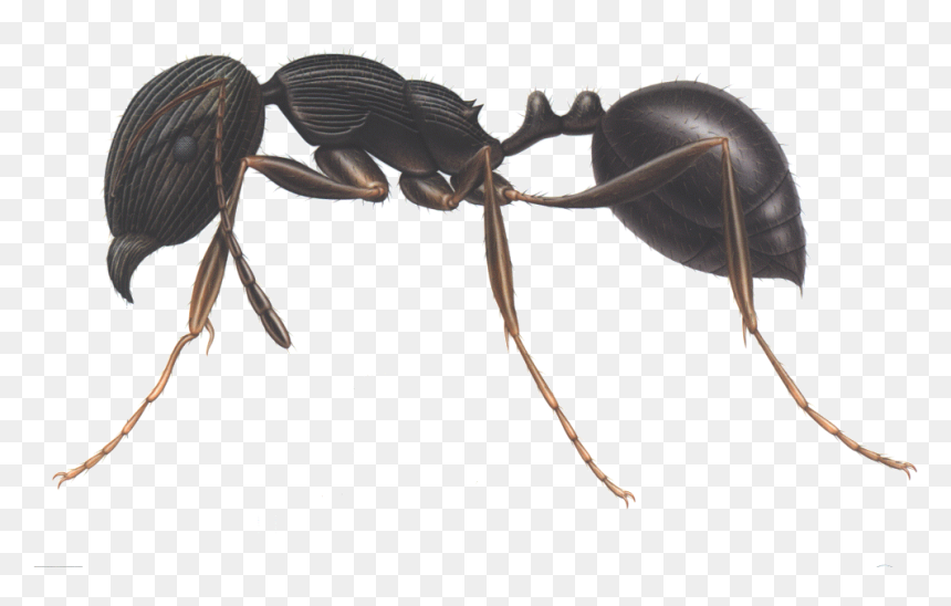 Ants Clipart Three - Pavement Ants In North Carolina, HD Png Download - pavement png