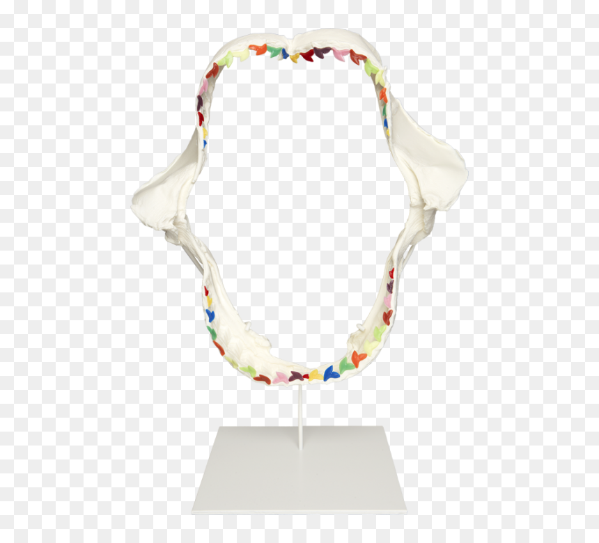 Damien Hirst Rainbow Shark Teeth - Necklace, HD Png Download - shark teeth png
