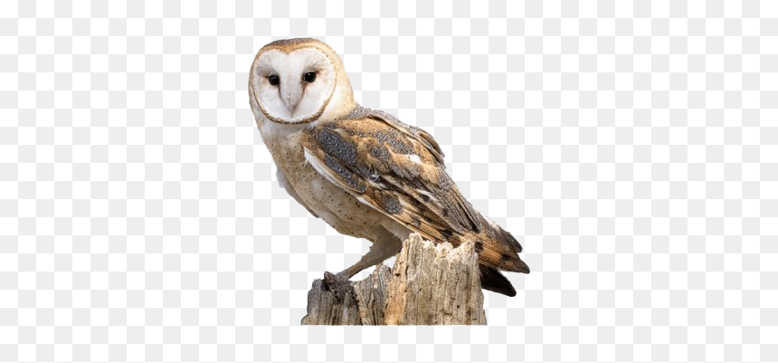 Barn Owl - Barn Owl Clip Transparent, HD Png Download - barn owl png
