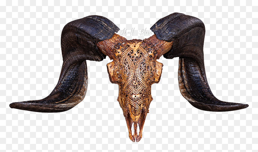 Bull, HD Png Download - animal skull png