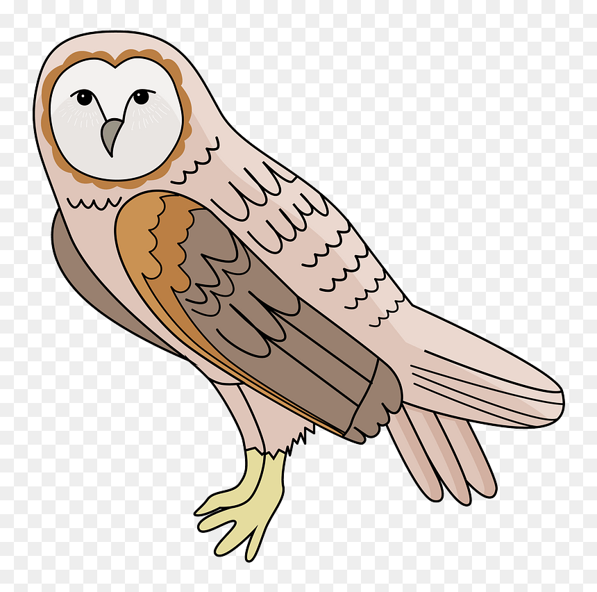 Barn Owl Clipart - Free Clipart Barn Owl, HD Png Download - barn owl png