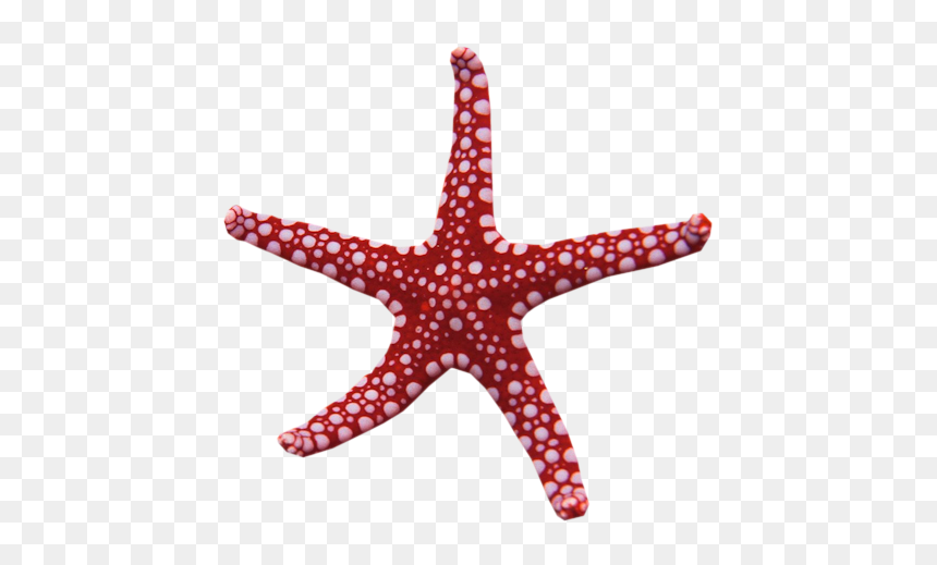 Starfish My Name Is Rapunzel Adobe Photoshop Waking - Rainbow Star Magic Wand, HD Png Download - sea star png