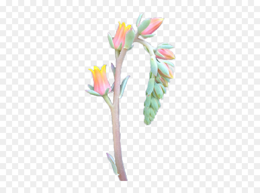Transparent Flower On Tumblr - Artificial Flower, HD Png Download - flower crown png tumblr