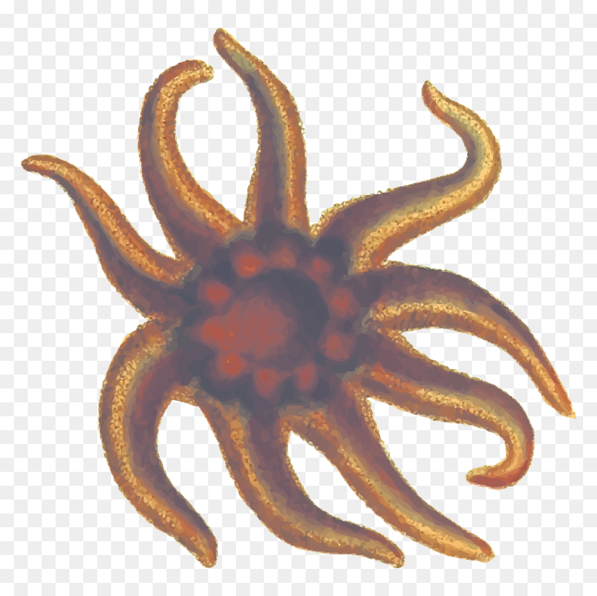 Seastar - Starfish, HD Png Download - sea star png