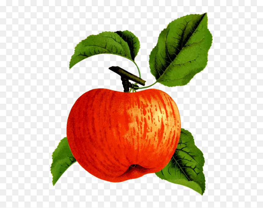 Apple Fruit On A Tree - Squash, HD Png Download - apple fruit png
