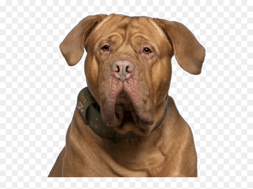 Dog Yawns, Png Download - Dog Yawns, Transparent Png - doge face png