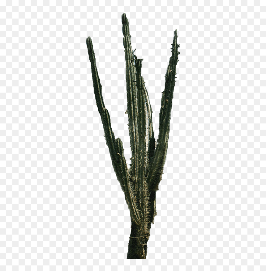 Cactus Png 2"
										 Title="cactus Png - Portable Network Graphics, Transparent Png - cactus vector png