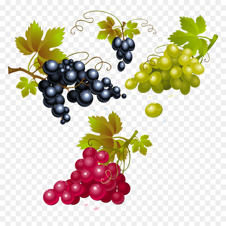 Raisin Png, Tube Fruit, Vendanges - Red Grapes Clipart, Transparent Png - uvas png