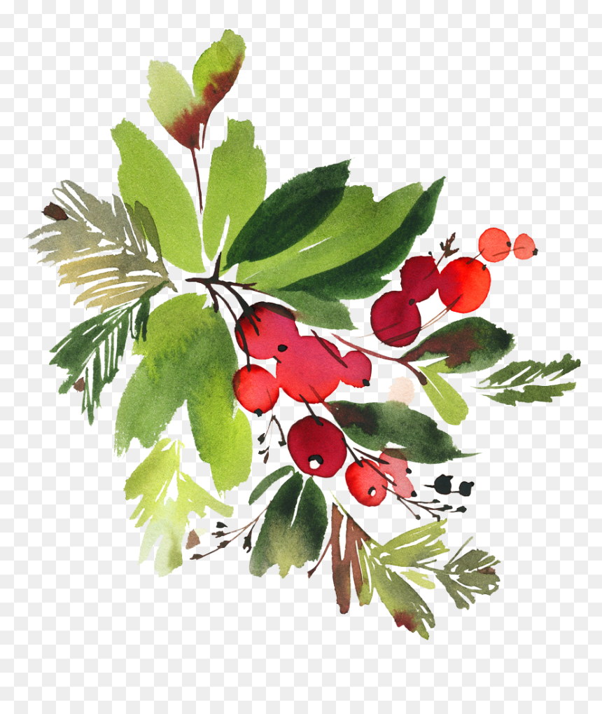 Berry Vector Watercolor - Christmas Flower Watercolor Png, Transparent Png - holly berries png