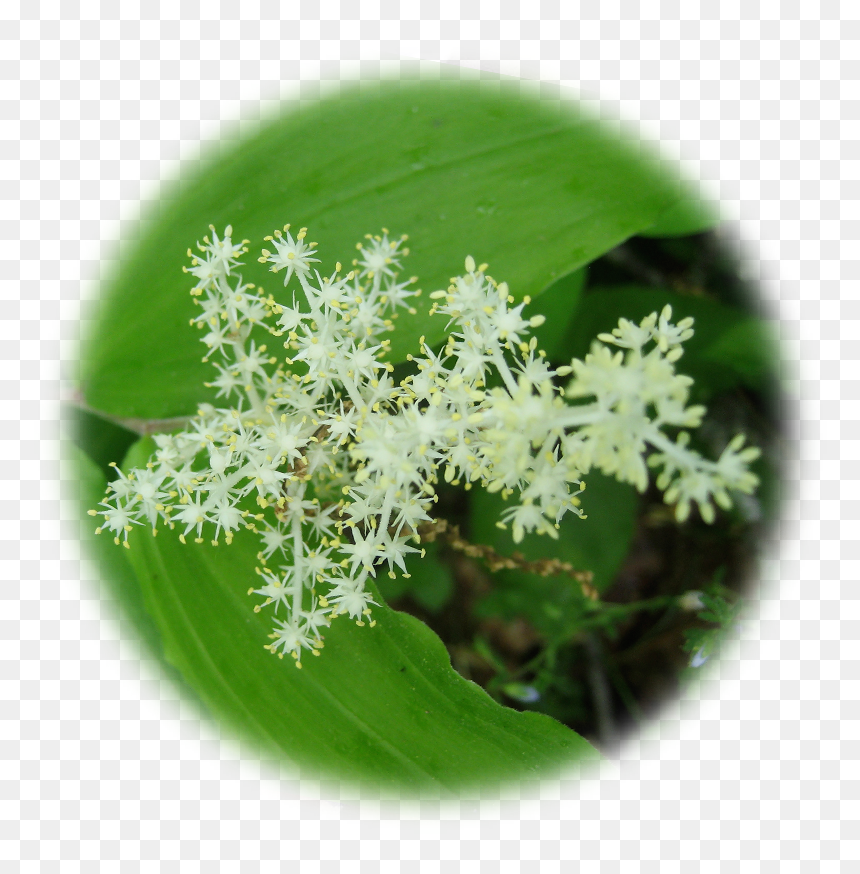 Cicely, HD Png Download - fairy wand png