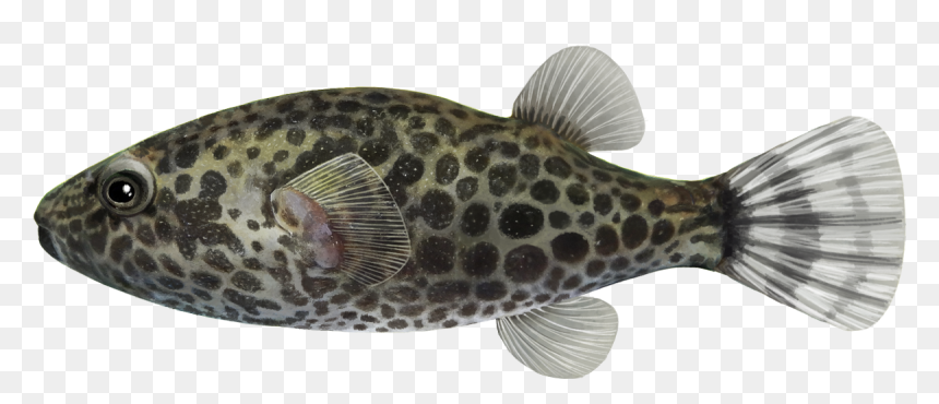 Blowfish, HD Png Download - trash dove png