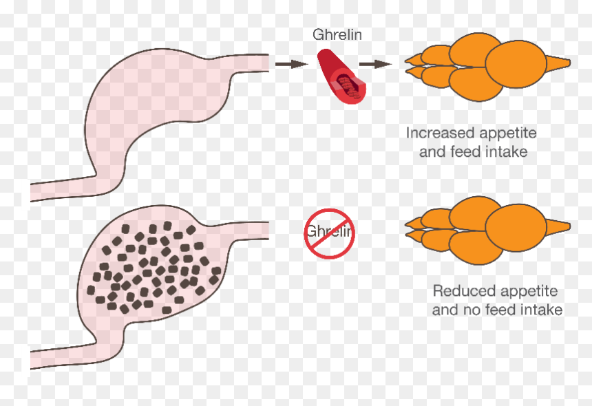 Fish Ghrelin, Hd Png Download, Transparent Png - fish skeleton png