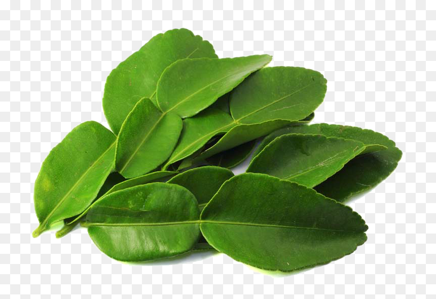 Kaffir Lime Leaves Png Pic - Kaffir Lime Leaves Torn, Transparent Png - tea leaves png