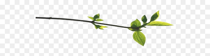 Branch-leaves - Bay Laurel, HD Png Download - tea leaves png