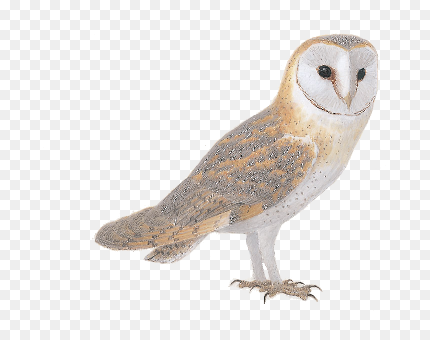 Barn Owl, HD Png Download - barn owl png