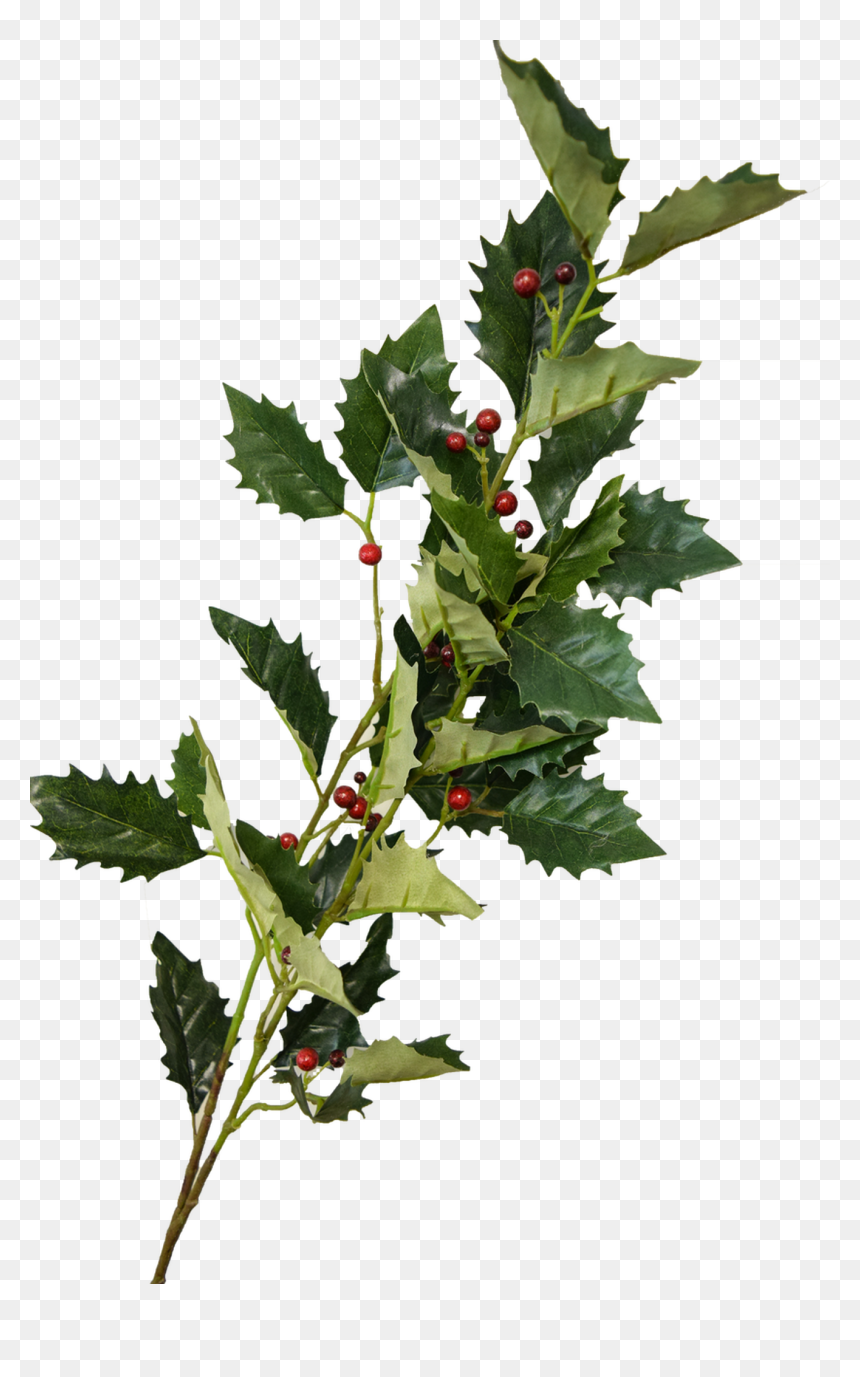 Holly Berry Spray - Currant, HD Png Download - holly berries png