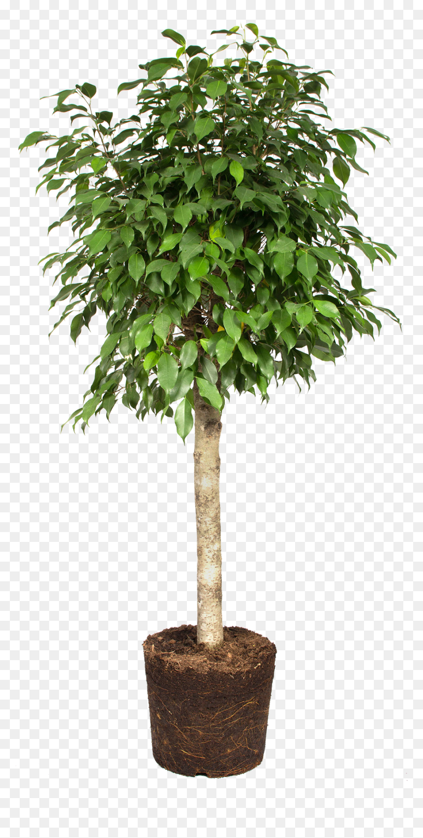 Weeping Fig , Png Download - Weeping Fig Png, Transparent Png - fig png