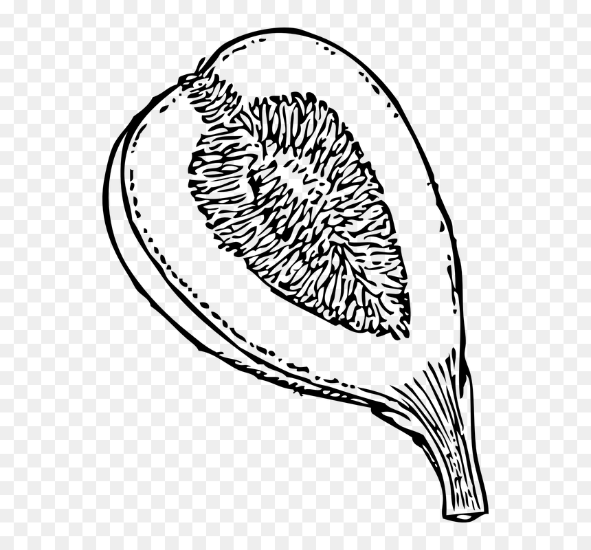 Clipart Black And White Fig, HD Png Download - fig png