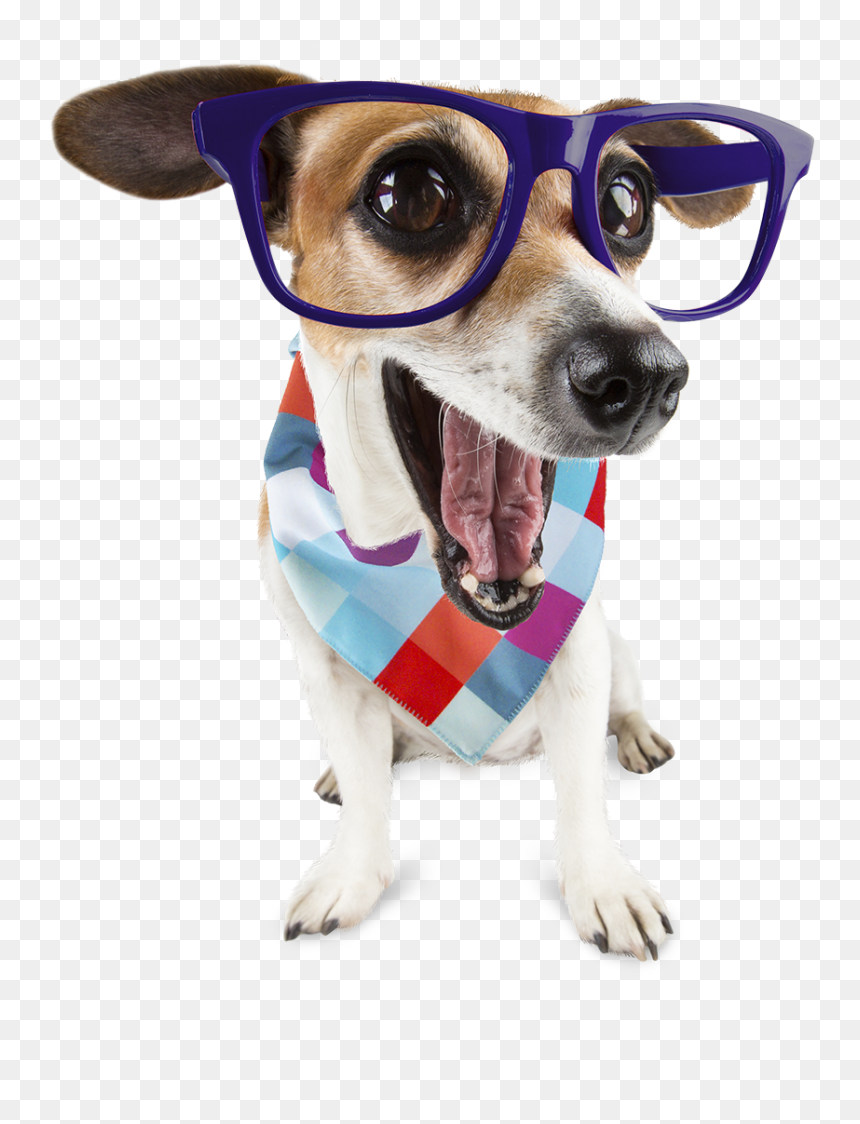 Miniature Fox Terrier, HD Png Download - doge face png