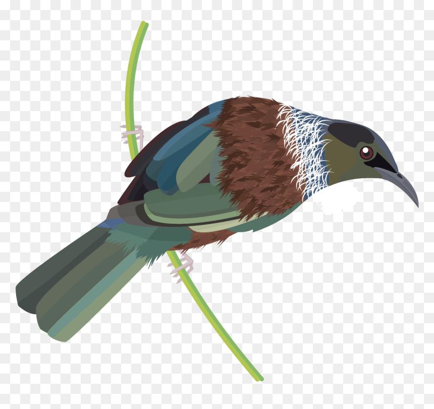 Nz Tui Png, Transparent Png - png images of birds