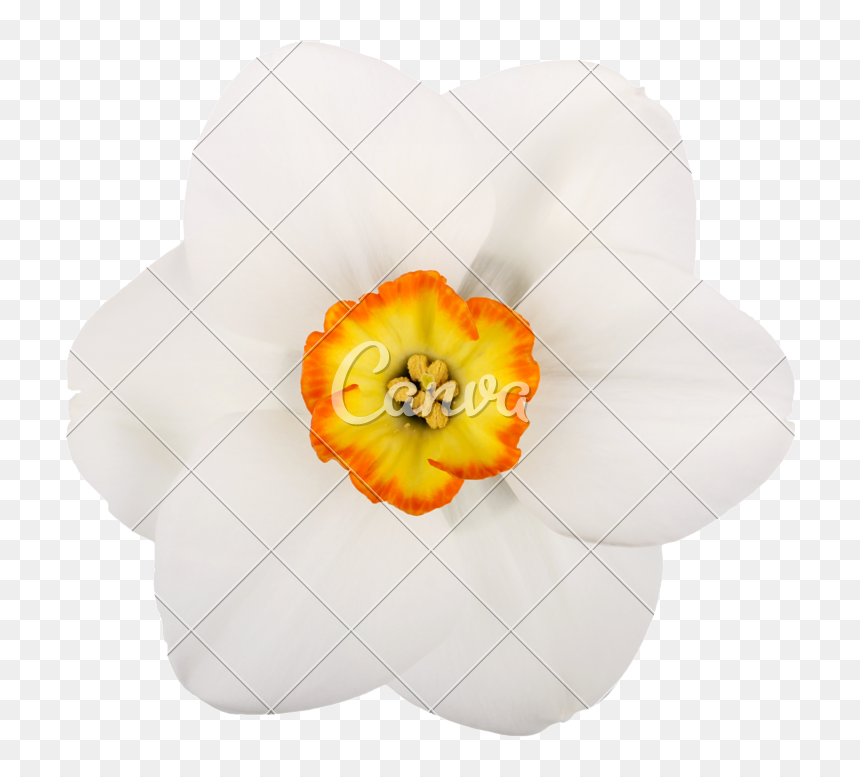 Daffodil Clipart Pumpkin Flower - Artificial Flower, HD Png Download - small flowers png
