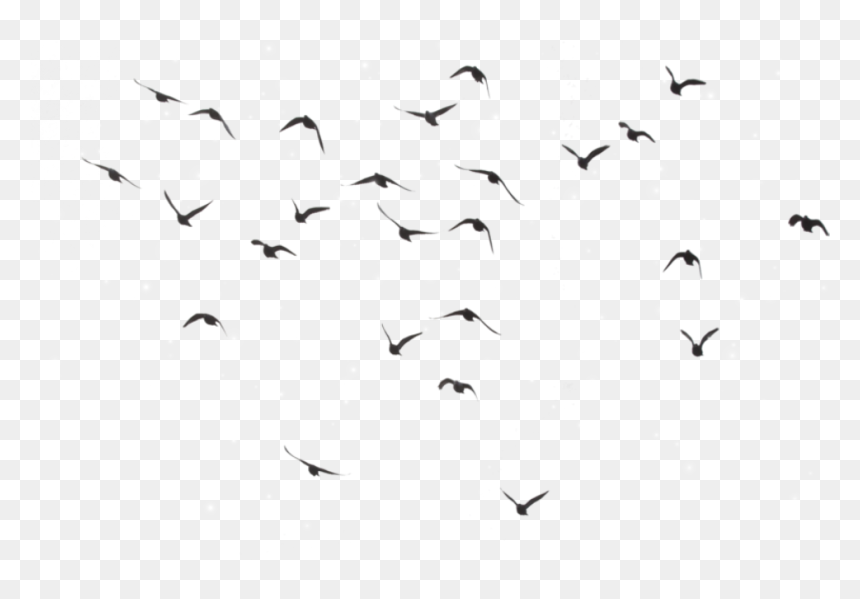Bird Birds Divergent Picsart @selenagomez-lamija - Bird Png, Transparent Png - birds fly png