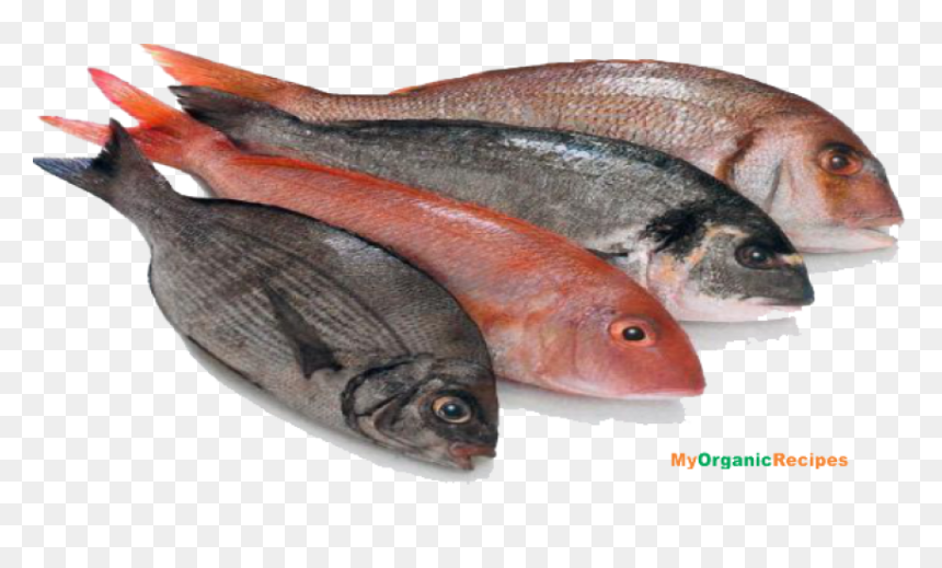 Thumb Image - Food We Get From Animals, HD Png Download - fish meat png