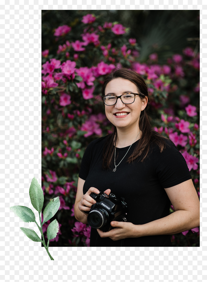 Meet Heather Accent - Garden Roses, HD Png Download - accent png