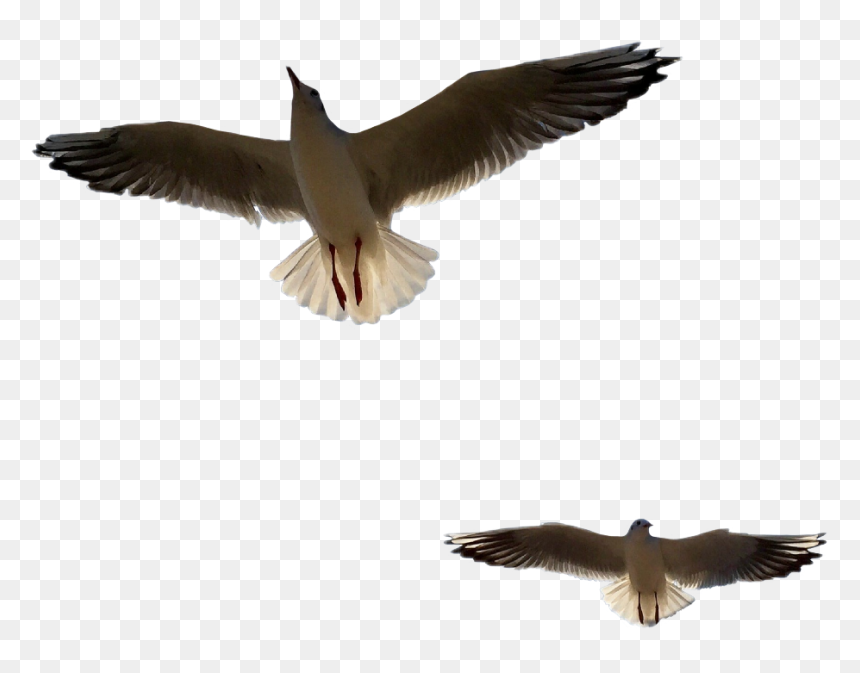 Great Black-backed Gull, HD Png Download - birds fly png