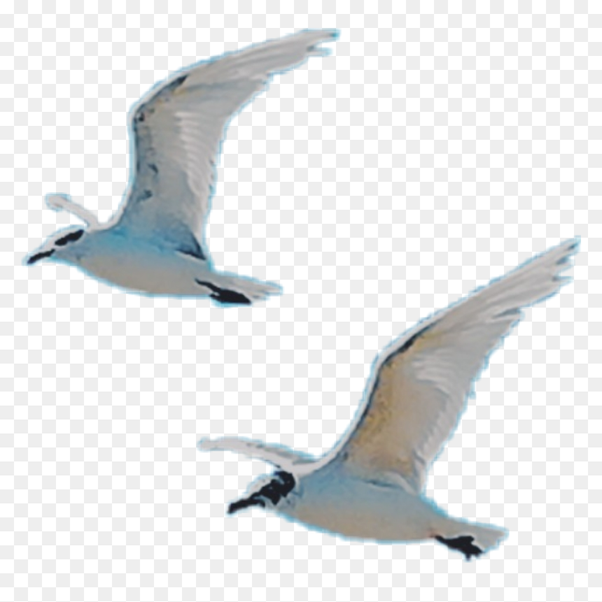 #birds #fly #wings #free #white - European Herring Gull, HD Png Download - birds fly png