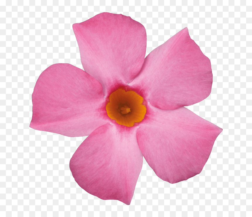 Rocktrumpet, HD Png Download - small flowers png