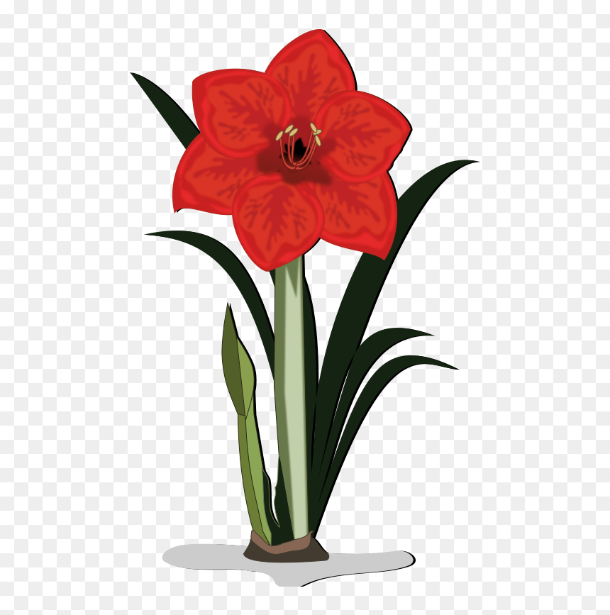 Flower - Amaryllis Clipart, HD Png Download - gulab png