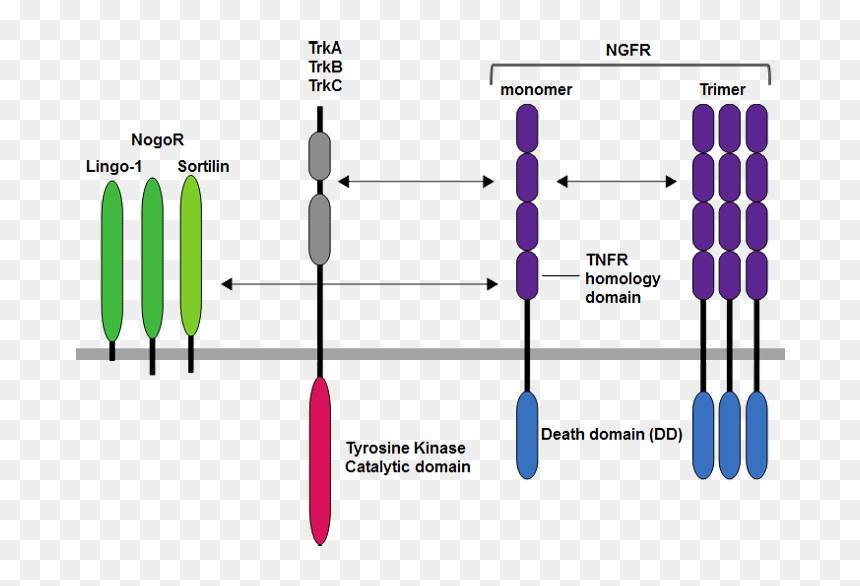 Diagram, HD Png Download - jr ntr png