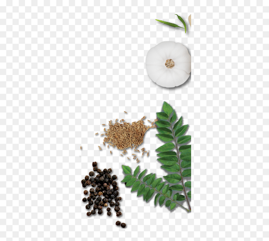 Garlic And Spices - Touch-me-not, HD Png Download - spices png images