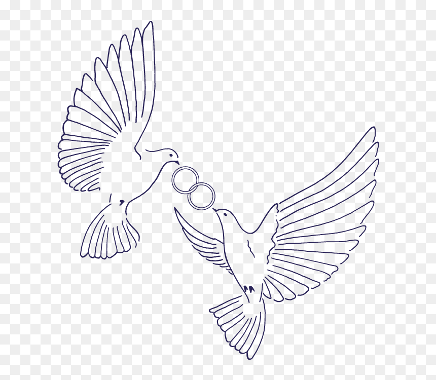 Birds - Pigeons And Doves, HD Png Download - love birds png images