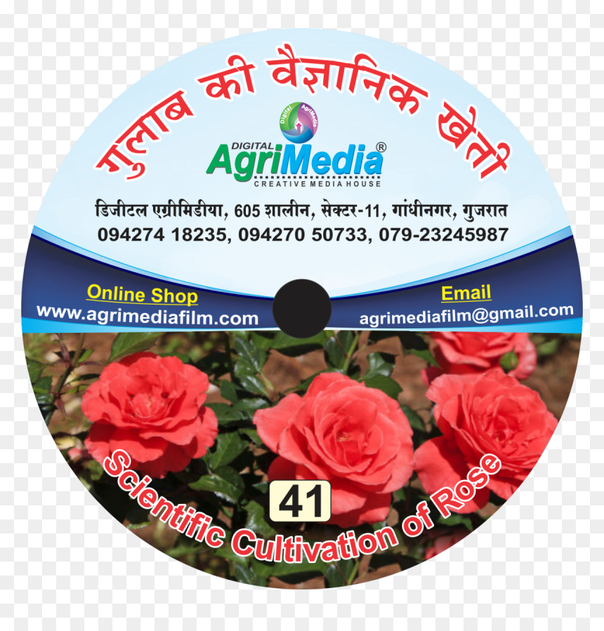 Gulab Ki Vaiganik Kheti - Hybrid Tea Rose, HD Png Download - gulab png