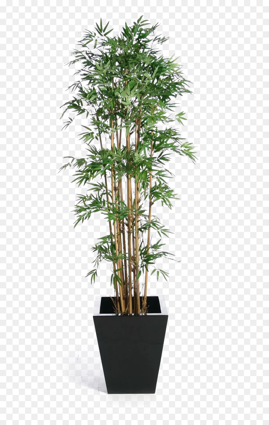 Banyan Houseplant Buckle Tree Green Fig Weeping Clipart - Japanese Bamboo Indoor Plant, HD Png Download - banyan leaf png