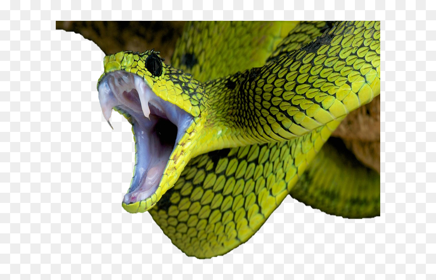 Image - Snake, HD Png Download - green snake png