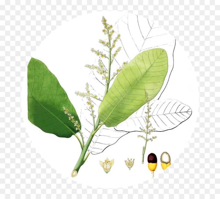 Semecarpus Anacardium, HD Png Download - banyan leaf png